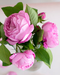 Thumbnail for Backyard Blooms - Violet Van Gogh - Pink Picasso Kits