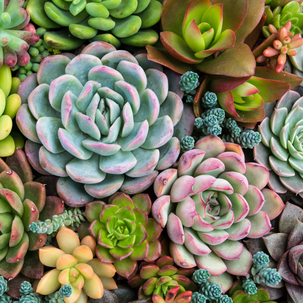 painted succulent plants Pink Picasso Paint by Numbers Kit