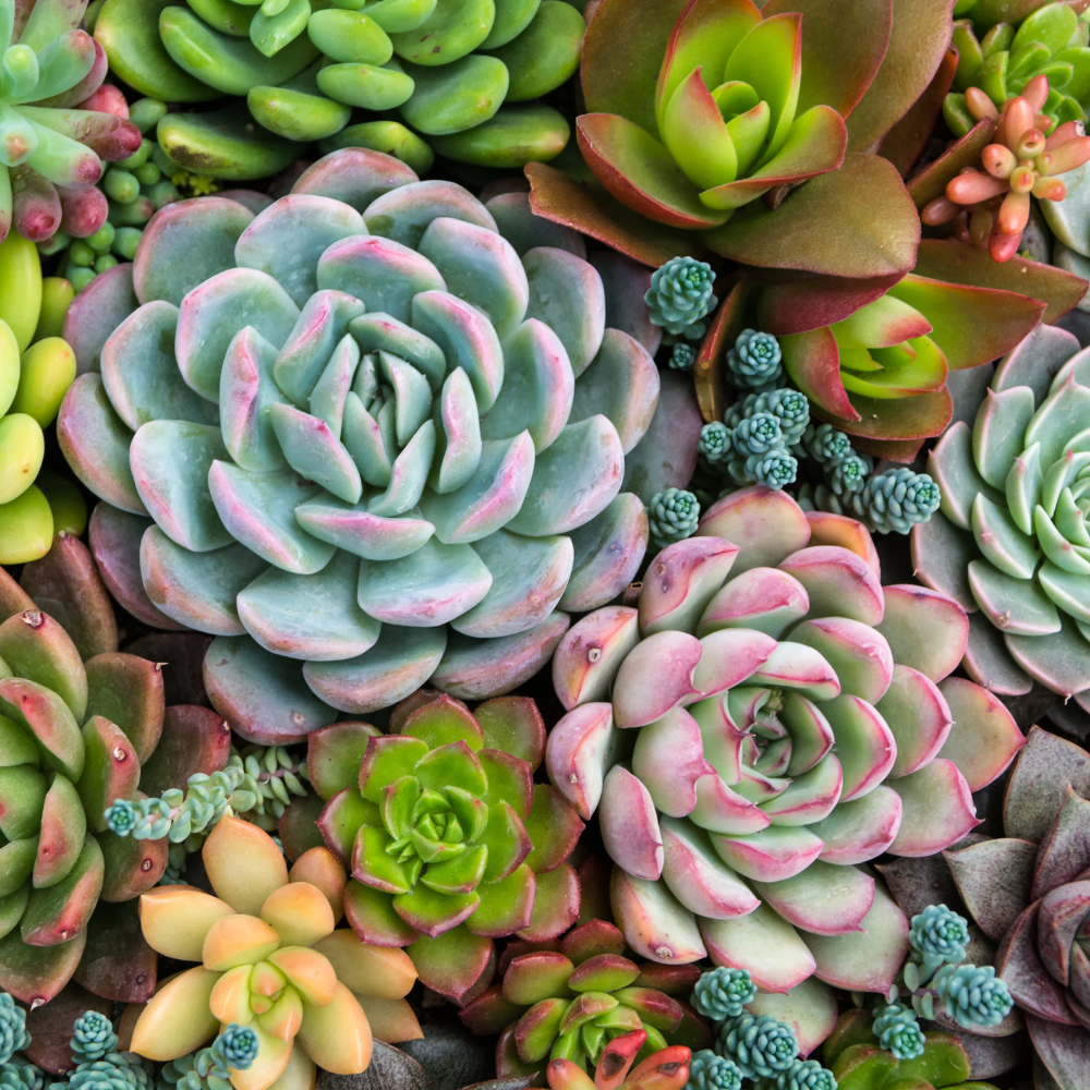 Sensitive Succulents - Pink Picasso Kits