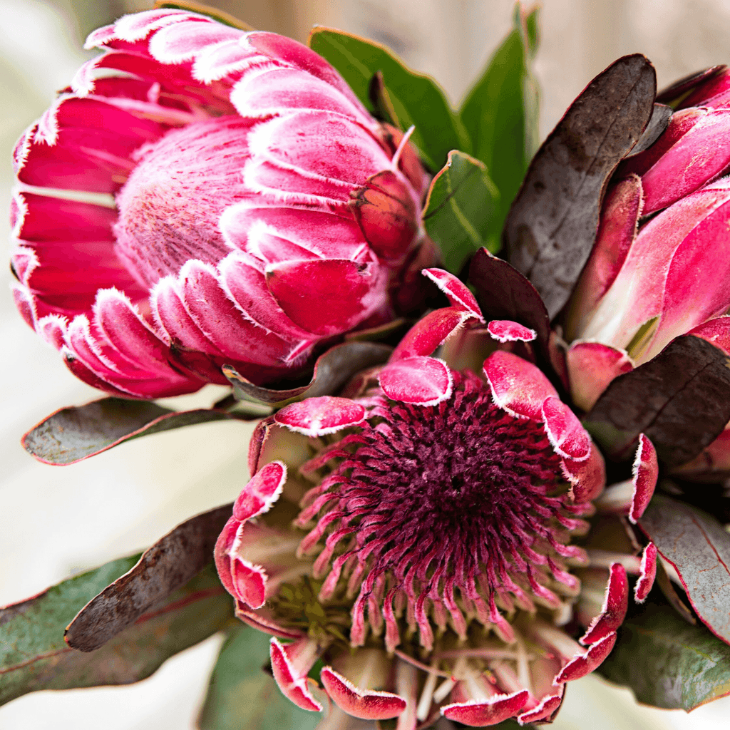 Pretty Protea - Pink Picasso Kits