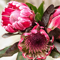 Thumbnail for Pretty Protea - Pink Picasso Kits