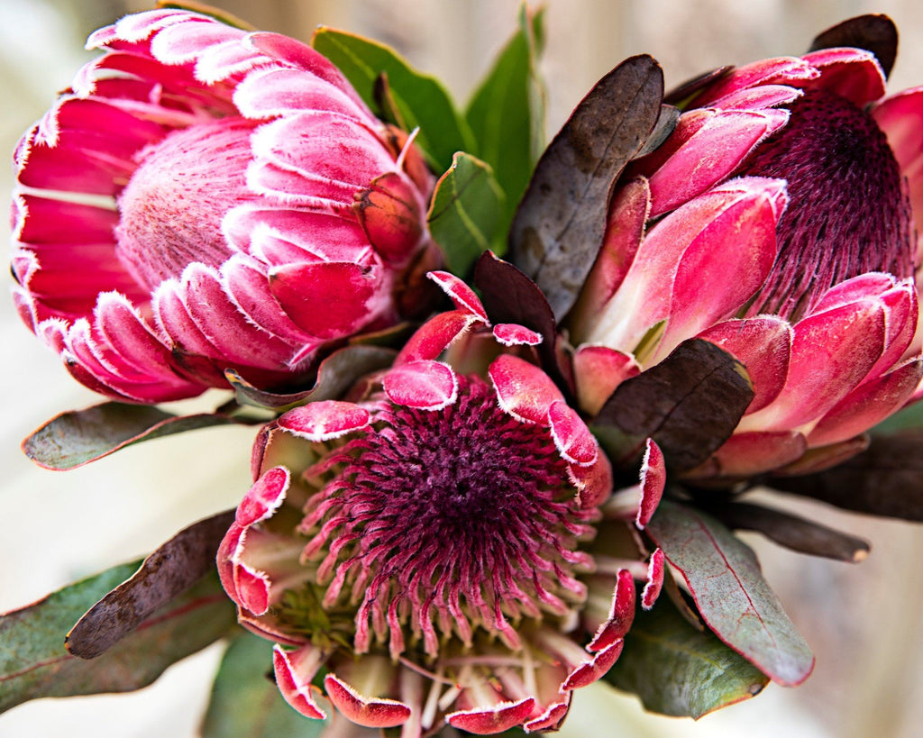 Pretty Protea - Pink Picasso Kits